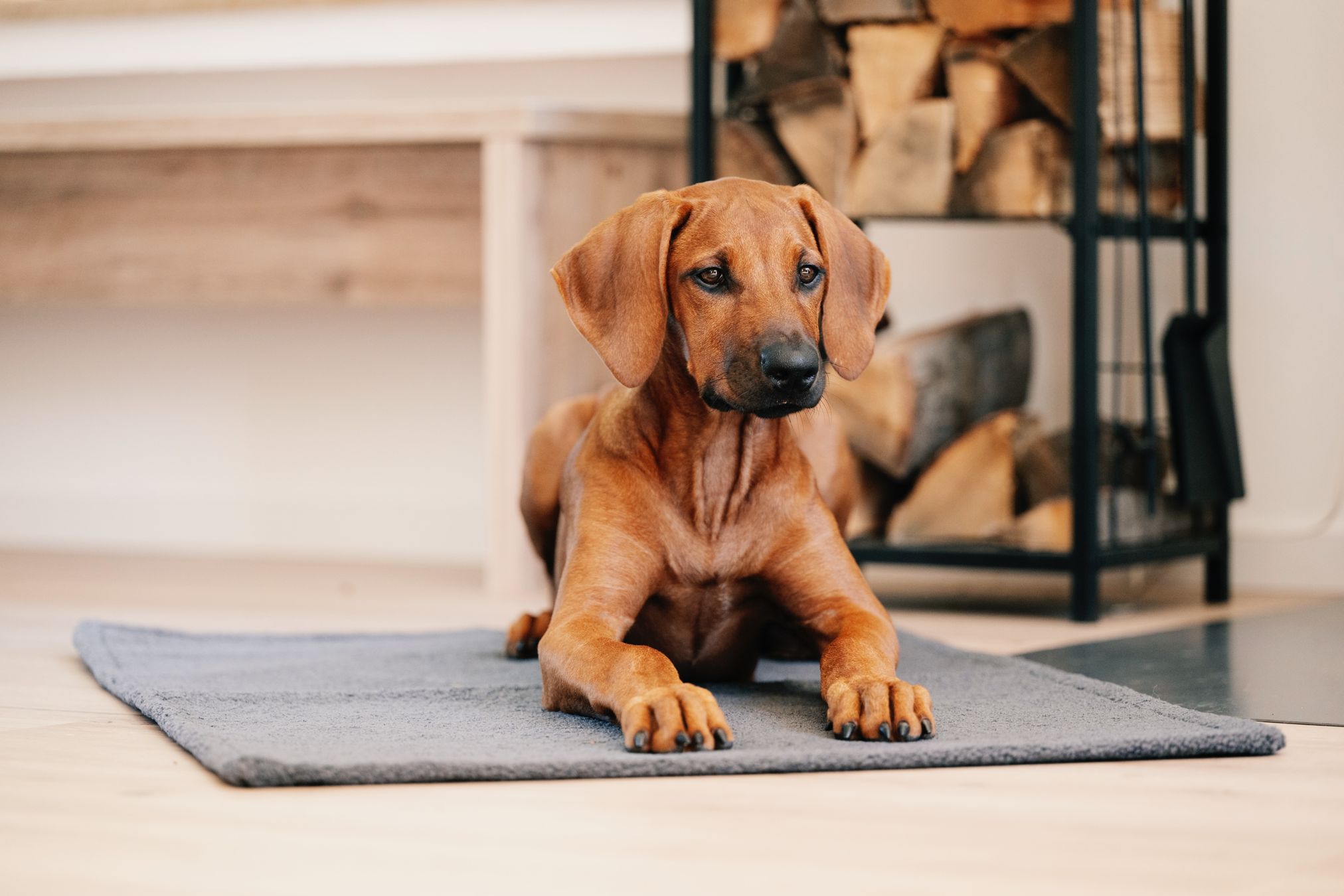 Rhodesian Ridgeback Welpe auf grauem Teppich vor Kamin mit Holzstapel im Hintergrund.