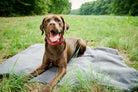 Brauner Labrador auf grauer Decke im Grünen, Hund mit rotem Halsband, Natur, Sommer.