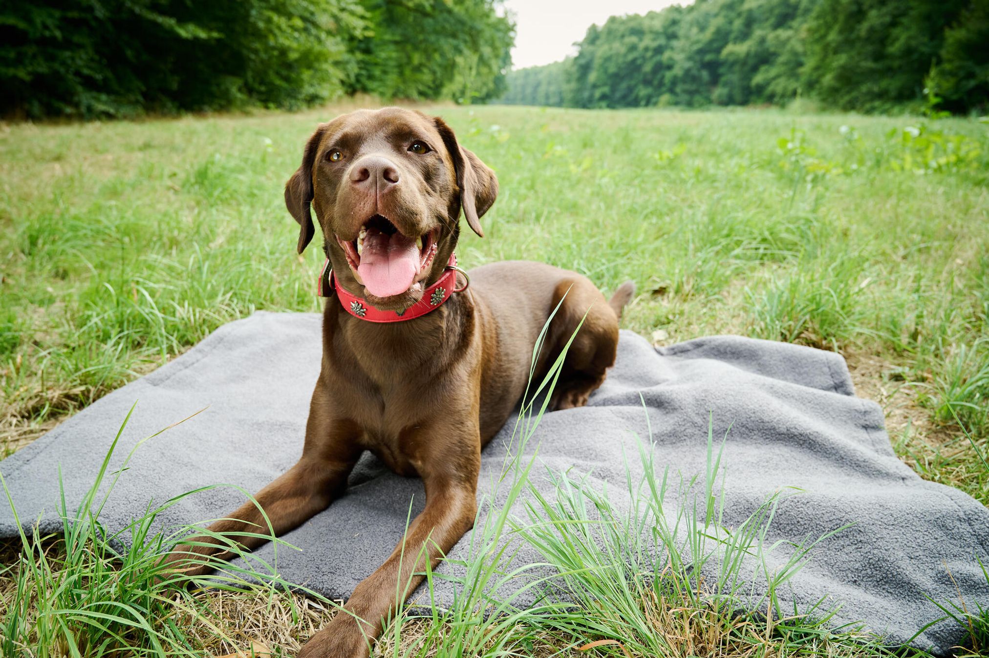 Brauner Labrador auf grauer Decke im Grünen, Hund mit rotem Halsband, Natur, Sommer.