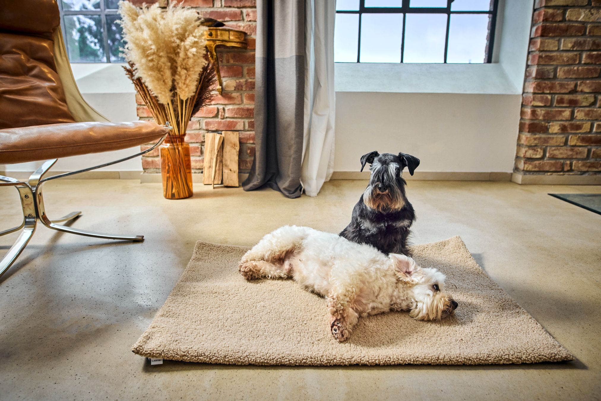 Zwei Hunde auf beigem Teppich in modernem Wohnzimmer mit Ledersessel und Ziegelwand.
