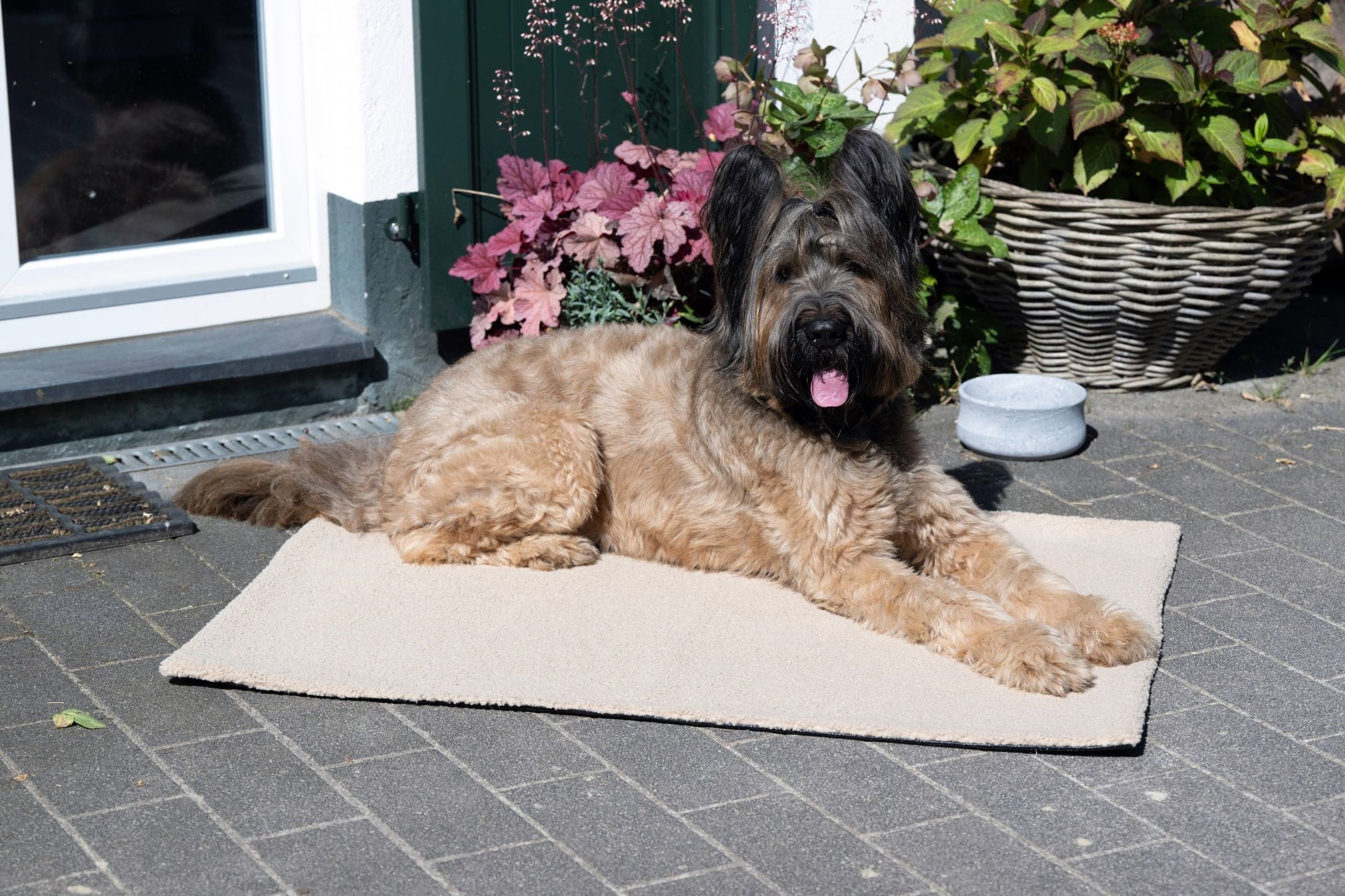 Brauner Hund auf beigem Teppich vor Haustür, umgeben von Pflanzen und Korb, sonniger Tag.