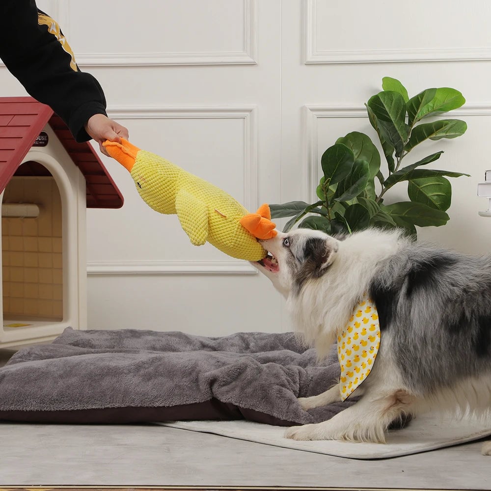 Hund spielt mit gelbem Quietschspielzeug in Hühnerform vor Hundehütte. Perfektes Hundespielzeug, robust und interaktiv, ideal für Haustiere.