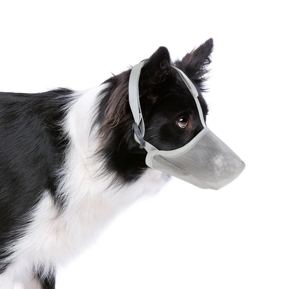 Hund mit Maulkorb, schwarz-weiß, Border Collie, Sicherheitsmaulkorb, Hundezubehör, Tierbedarf, Maulkorbtraining, Hundeerziehung.