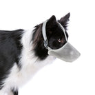 Hund mit Maulkorb, schwarz-weiß, Border Collie, Sicherheitsmaulkorb, Hundezubehör, Tierbedarf, Maulkorbtraining, Hundeerziehung.