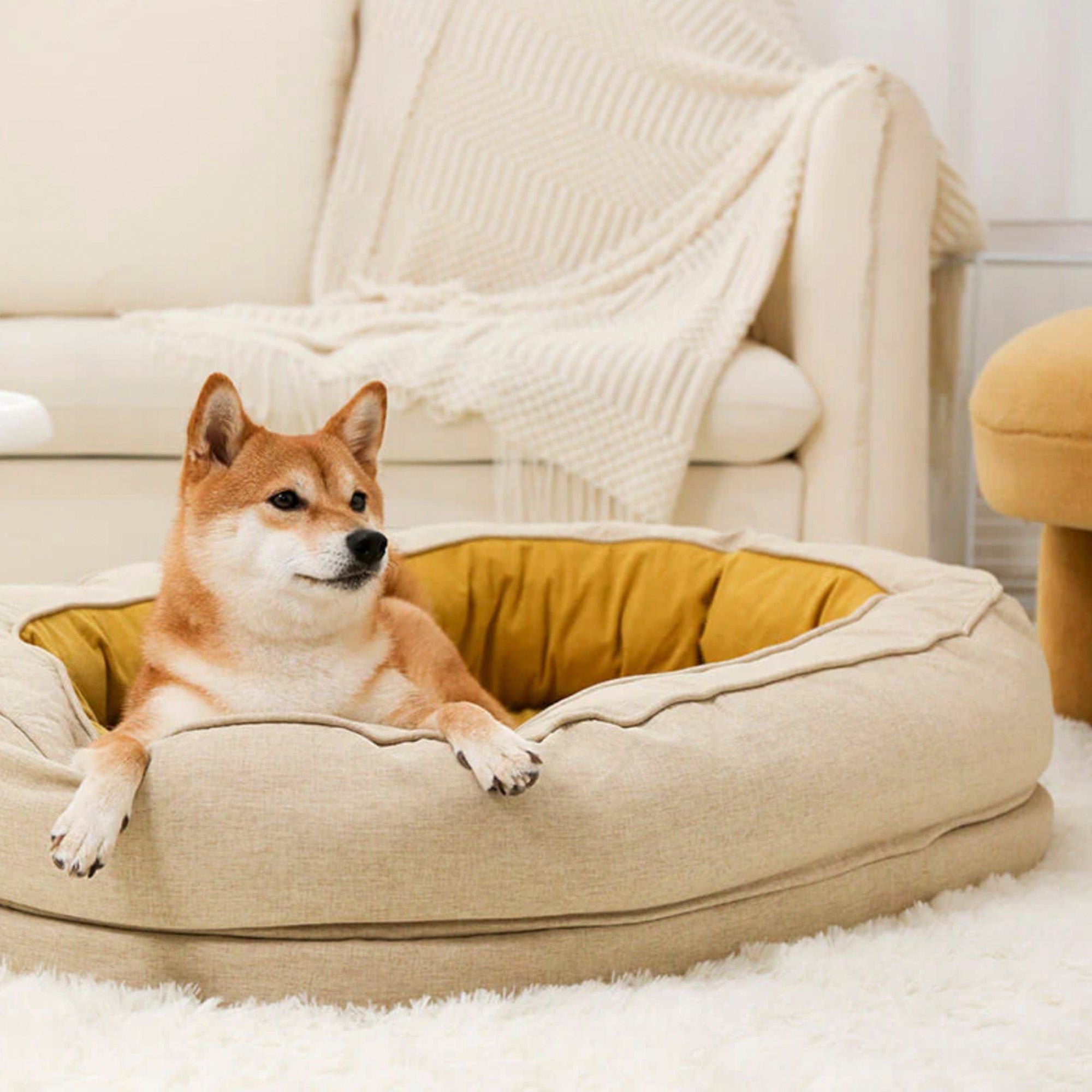 Shiba Inu in beigem, gemütlichem Donut-Hundebett auf weißem Teppich im Wohnzimmer.