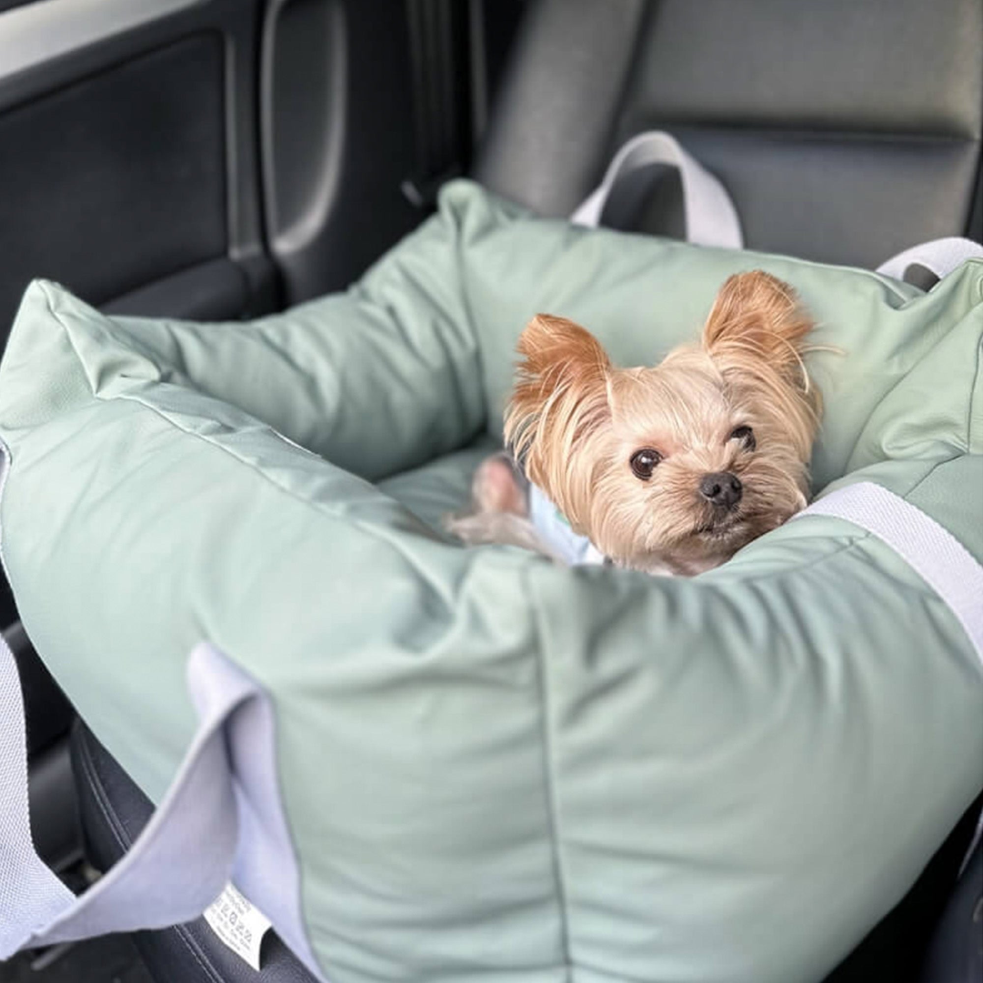Kleiner Hund in grünem, wasserdichtem Autositz für Haustiere, sicherer Reisesitz, große Kapazität.