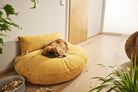 Kleiner Hund auf gelbem Hundebett im modernen Wohnzimmer, Holzboden, Pflanzen, gemütlich.