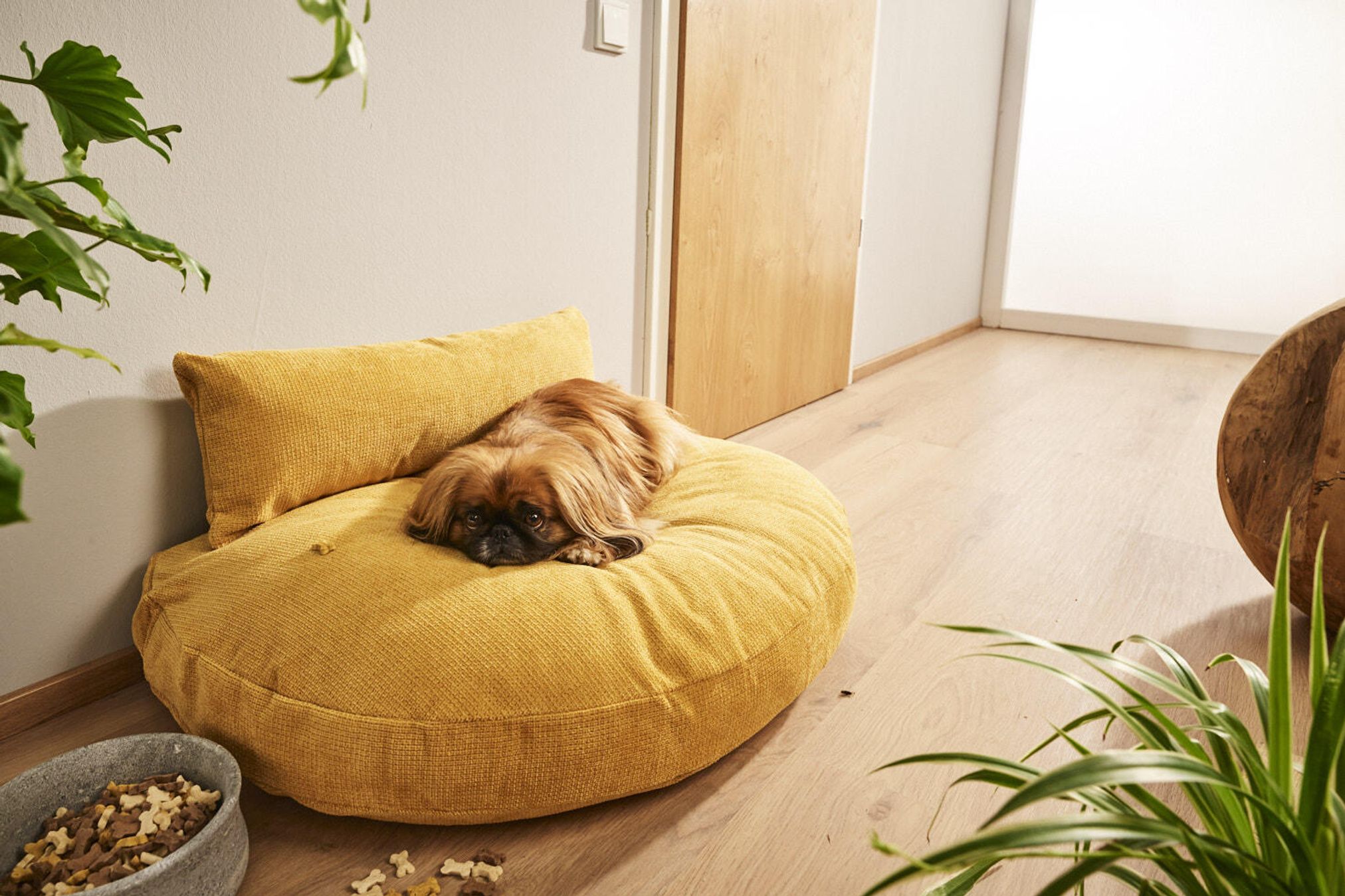 Kleiner Hund auf gelbem Hundebett im modernen Wohnzimmer, Holzboden, Pflanzen, gemütlich.