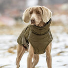 Hund in warmer Winterjacke im Freien. Stilvolle Hundebekleidung, wetterfest, ideal für kalte Tage. Perfekt für aktive Hunde im Winter.