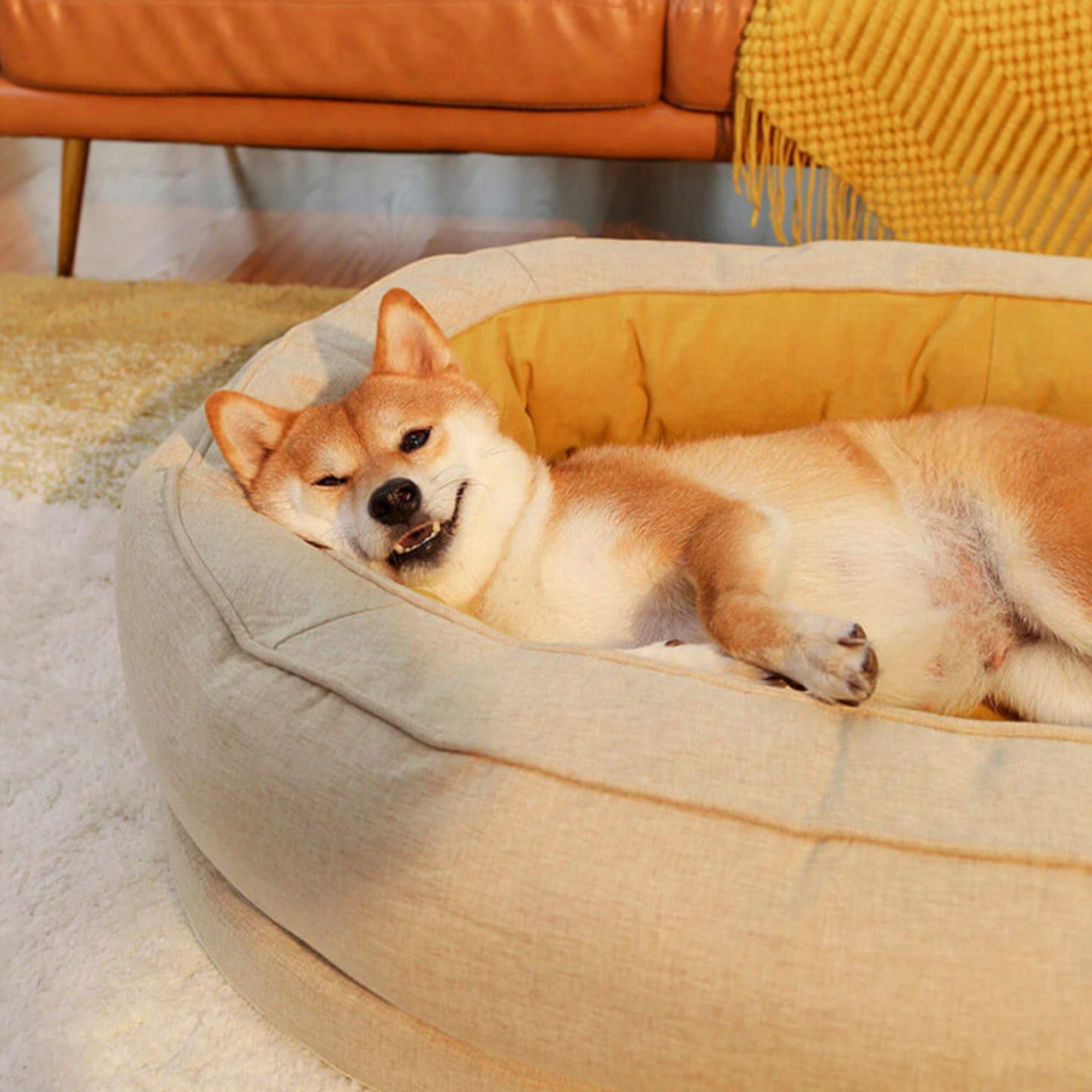 Hund in beigem Donut-Hundebett, gemütlich und stilvoll, Premium-Haustierbett, Wohnzimmer.