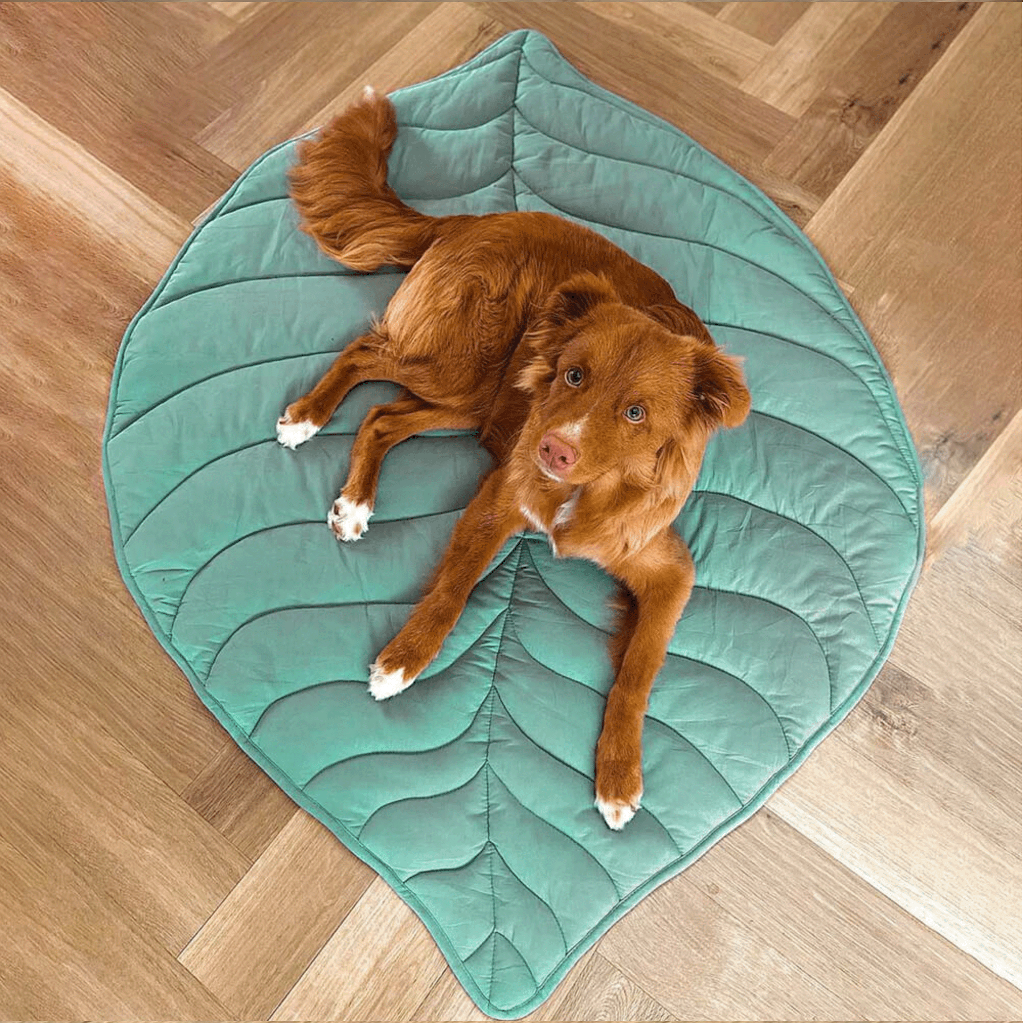 Hund auf grünem Blatt-förmigem Haustierbett, Holzboden, gemütlich, stilvoll, Heimdekoration.