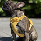 Französische Bulldogge mit gelbem Geschirr im Freien. Hundegeschirr, Haustierbedarf, stilvolles Hundezubehör, bequeme Passform.