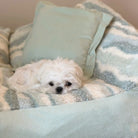 Weißer Hund auf blau-weißem Polar-Fleece-Hundebett mit Kissen, gemütlich und stilvoll.