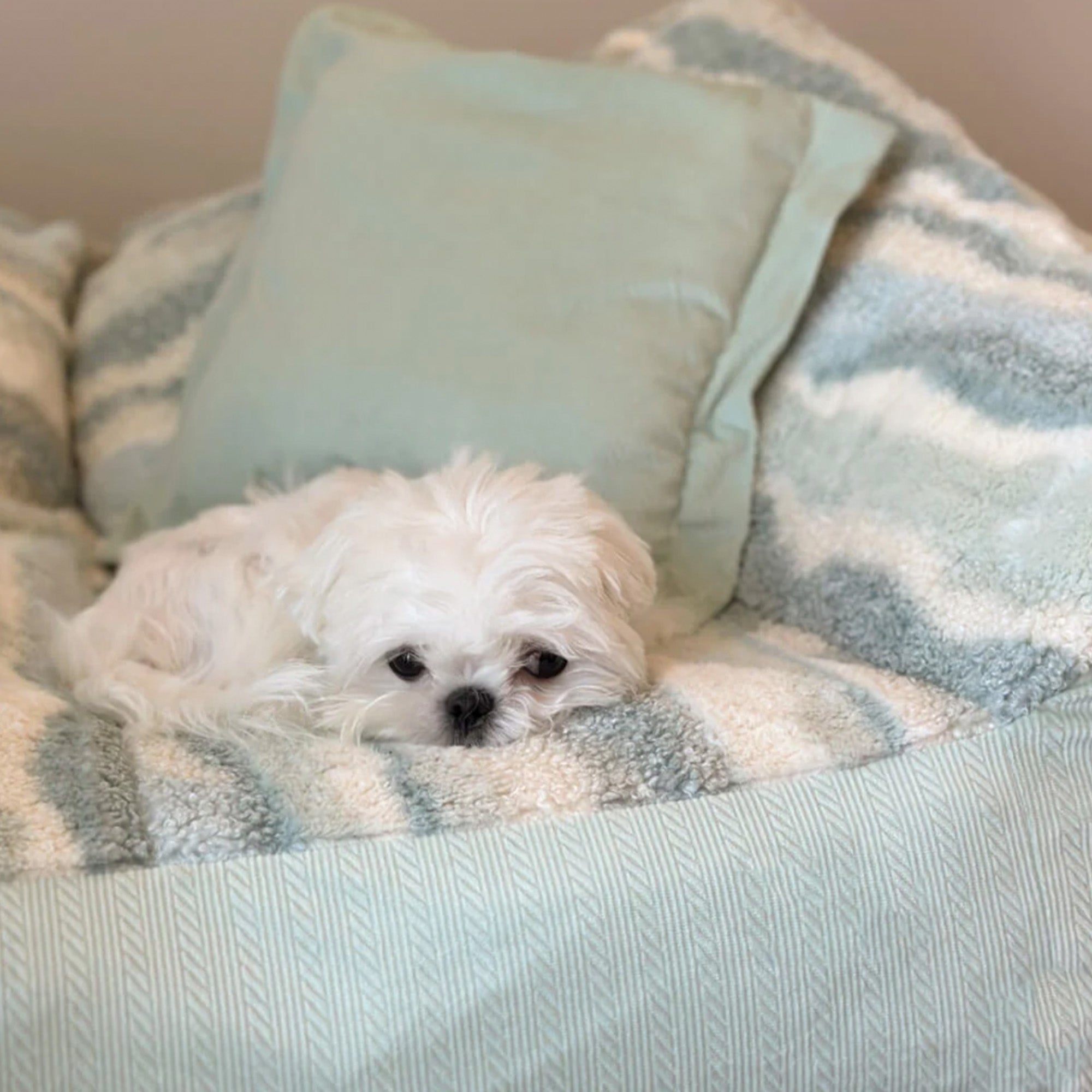 Weißer Hund auf blau-weißem Polar-Fleece-Hundebett mit Kissen, gemütlich und stilvoll.