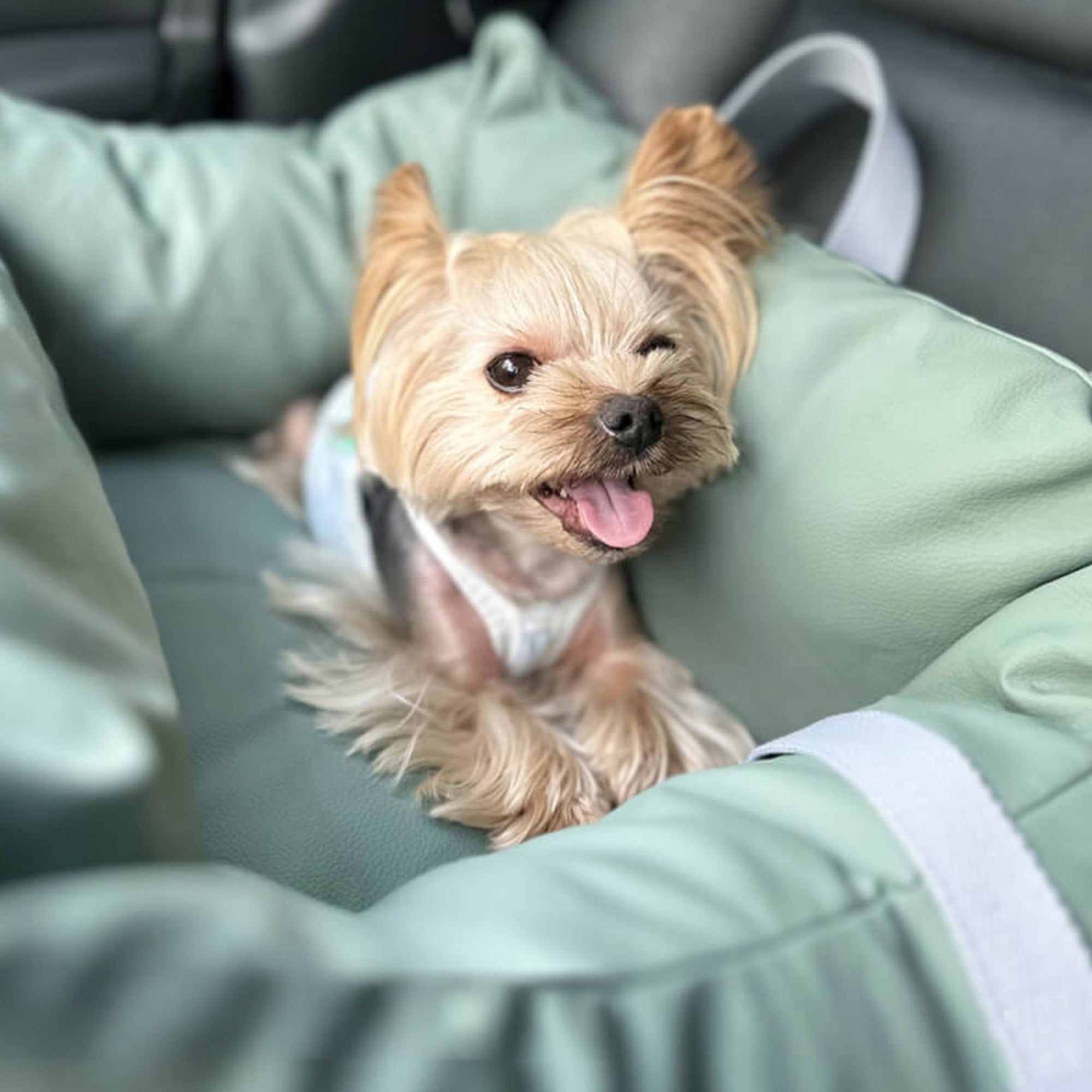 Kleiner Hund in grünem, wasserdichtem Autositz für Haustiere, sicher und komfortabel.