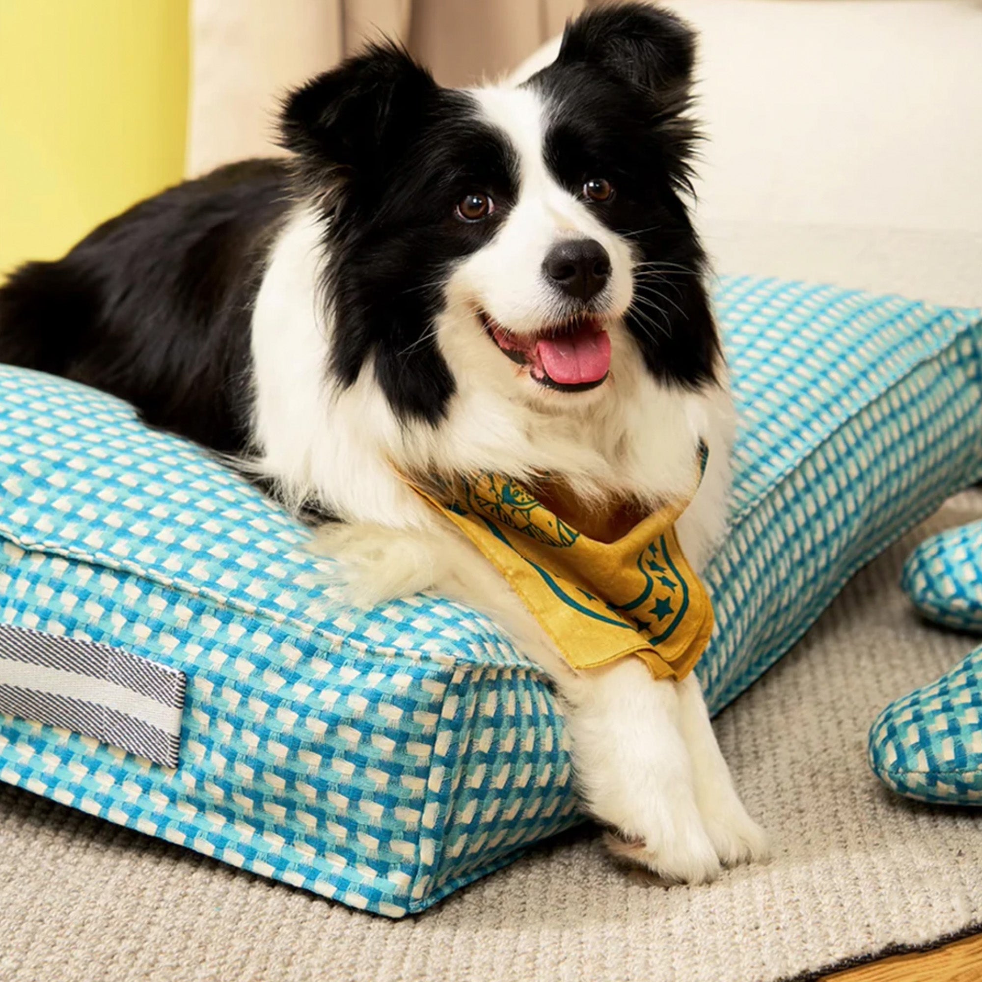 Schwarz-weißer Hund auf blau-weiß kariertem Hundebett, gemütlich, beruhigend, Heimtierbedarf.