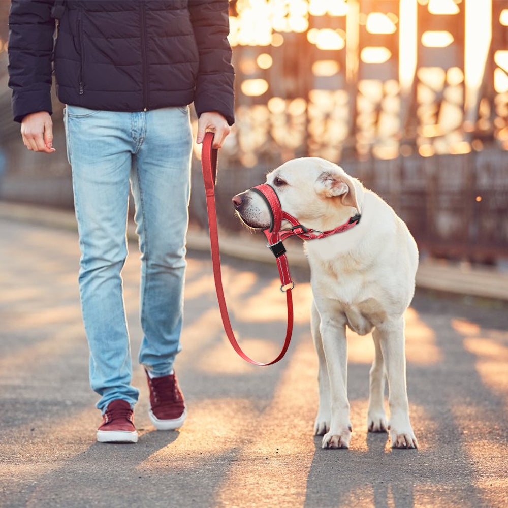 Hund mit Maulkorb und roter Leine beim Spaziergang. Sicherer Hundemaulkorb, ideal für große Hunde. Perfekt für Training und Kontrolle.