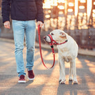 Hund mit Maulkorb und roter Leine beim Spaziergang im Sonnenuntergang. Sicherer Hundemaulkorb, ideal für große Hunderassen.