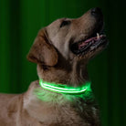 Hund mit leuchtendem LED-Halsband, ideal für Sicherheit bei Nacht. Perfekt für Spaziergänge, hohe Sichtbarkeit und stilvolles Design.