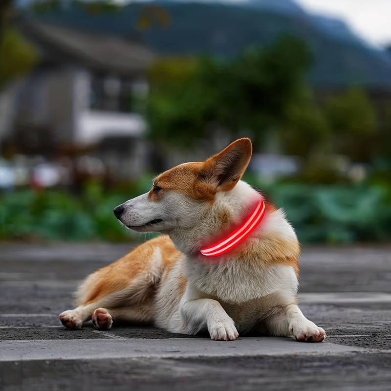Hund mit leuchtendem LED-Halsband, ideal für Sicherheit bei Nacht. Perfekt für Spaziergänge, erhöht Sichtbarkeit und Schutz. Hundezubehör, LED-Halsband.