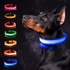 LED-Hundehalsband in verschiedenen Farben an einem Dobermann, ideal für Sicherheit und Sichtbarkeit bei Nacht. Perfekt für Hundeausrüstung.