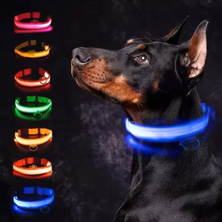 LED-Hundehalsband in verschiedenen Farben an einem Dobermann, ideal für Sicherheit und Sichtbarkeit bei Nacht. Perfekt für Hundeausrüstung.