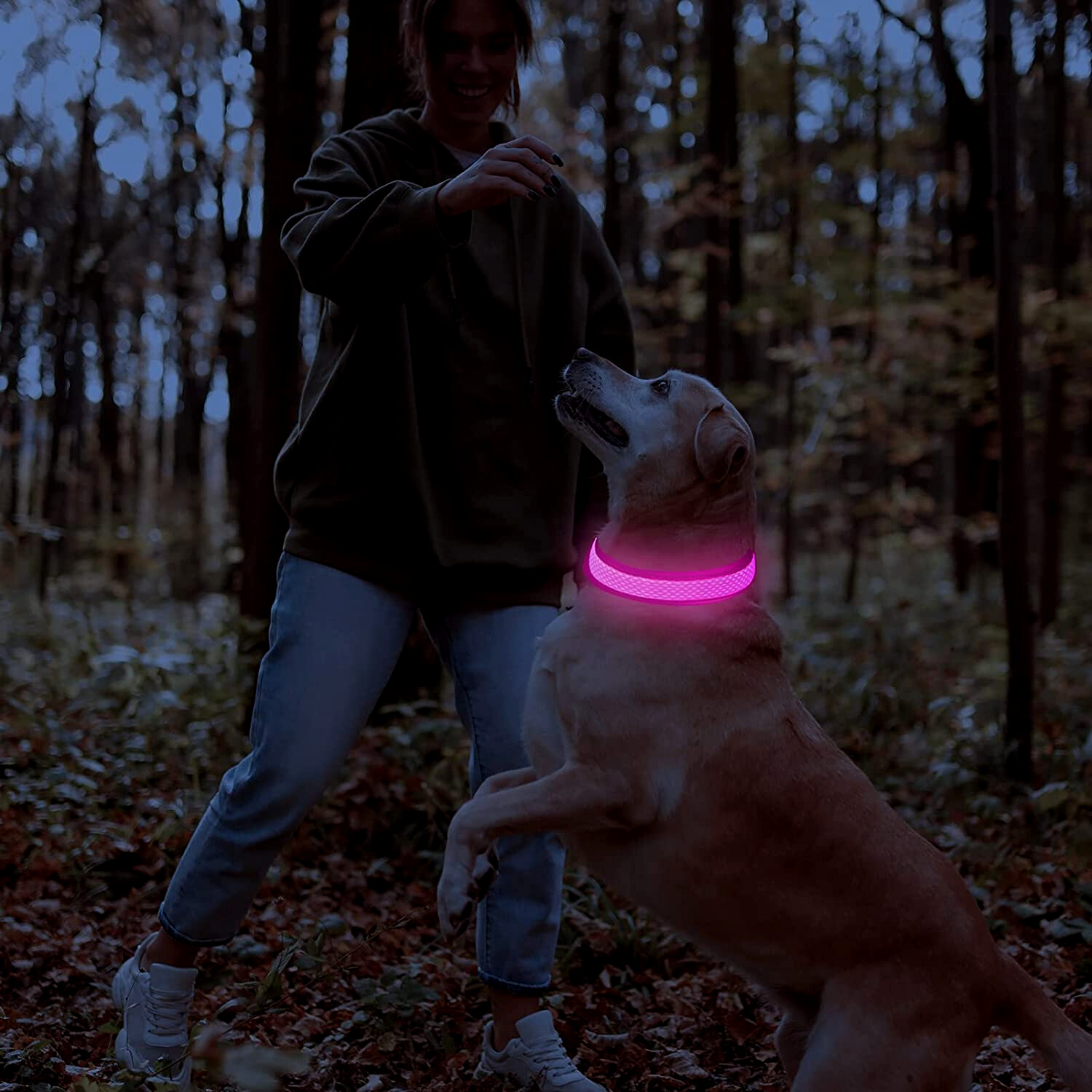 Leuchtendes LED-Hundehalsband in Pink, ideal für Sicherheit bei Nacht. Perfekt für Spaziergänge im Wald. Hundezubehör, LED-Halsband kaufen.