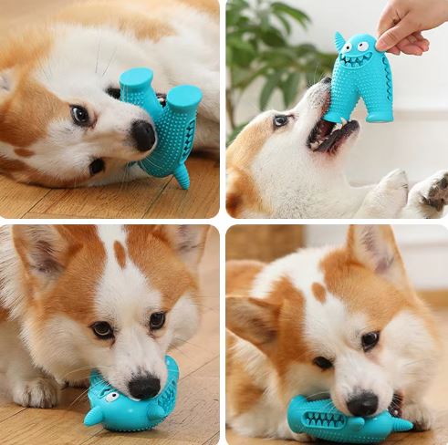 Corgi spielt mit blauem Hundespielzeug, robust und zahnfreundlich. Perfekt für interaktives Spielen und Zahnpflege. Ideal für aktive Hunde.