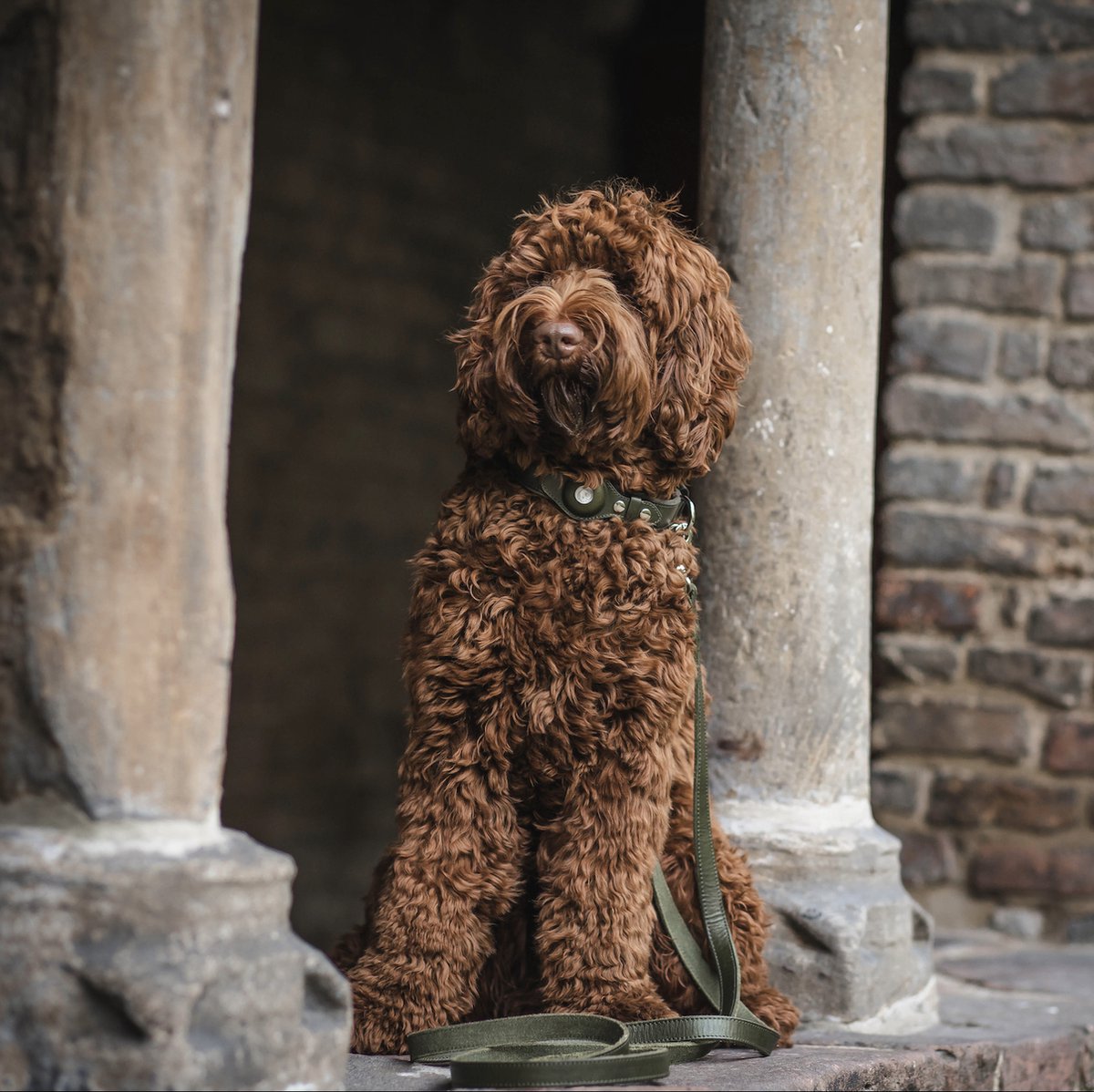 Braunes, lockiges Hundehalsband mit Airtag-Halterung, ideal für Haustiere. Robustes Design, perfekt für Hunde, die Sicherheit und Stil vereinen.