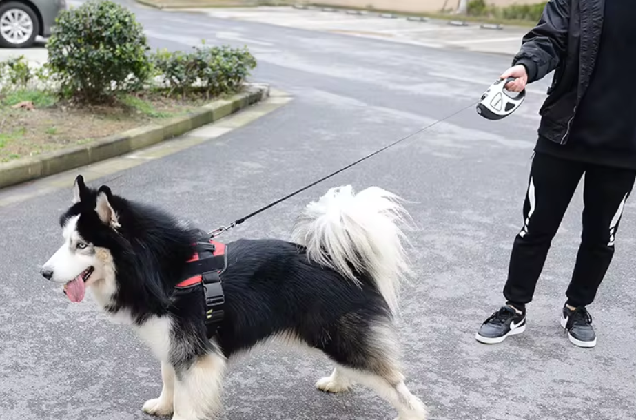 Mann führt Husky an ausziehbarer Hundeleine spazieren, schwarz-weiß, Outdoor, Haustierbedarf.