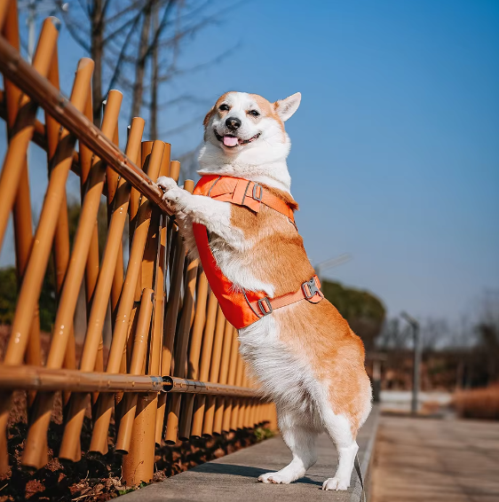 Corgi im orangefarbenen Hundegeschirr steht an einem Holzzaun im Freien bei sonnigem Wetter.