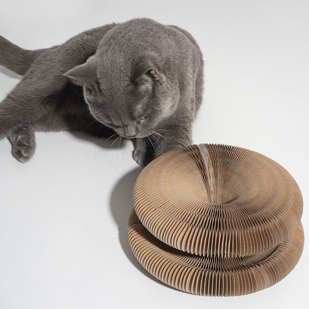 Graue Katze mit faltbarem Kratzbrett aus Pappe und Glockenball, langlebig und spielerisch.