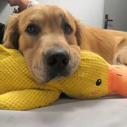 Golden Retriever kuschelt mit gelbem Plüsch-Entenspielzeug auf dem Boden.
