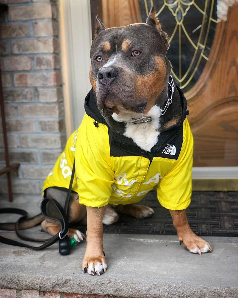 American Bully in gelber North Face Jacke sitzt vor Haustür. Hundemode, stylische Haustierkleidung, trendige Hundejacke, urbaner Haustierlook.