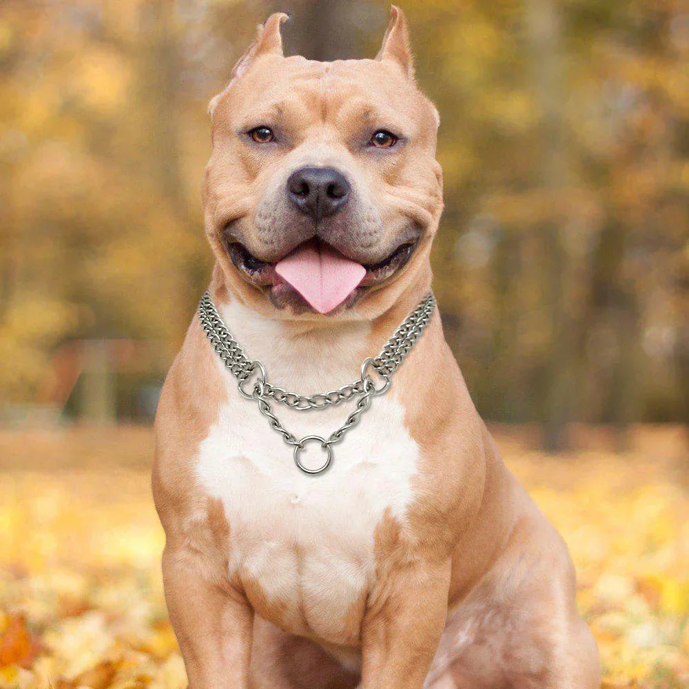 Fröhlicher Pitbull mit silberner Kette im Herbstwald, Hundehalsband, Haustierfotografie.