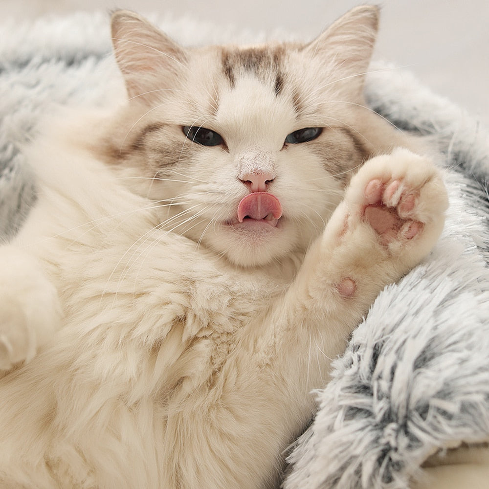 Flauschige weiße Katze leckt sich die Nase, liegt auf weicher Decke. Niedliche Haustierfotografie, Katzenliebhaber, Tierfreund, Katzenpflege.
