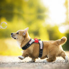 Corgi-Welpe mit reflektierendem Hundegeschirr im Freien, spielend mit Seifenblasen.