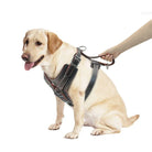 Labrador mit schwarzem Hundegeschirr, Leder, robust, bequem, Hundeleine, Haustierzubehör.