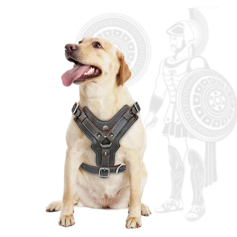 Labrador mit schwarzem Hundegeschirr aus Leder, robust und verstellbar, ideal für große Hunde.