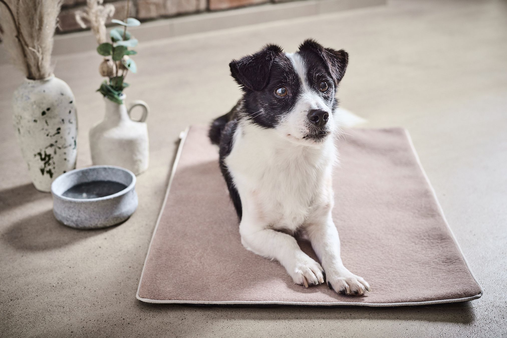 Hund auf cremefarbener LABONI Decke, gemütlich, modern, hochwertig, Inneneinrichtung, Haustierbedarf.