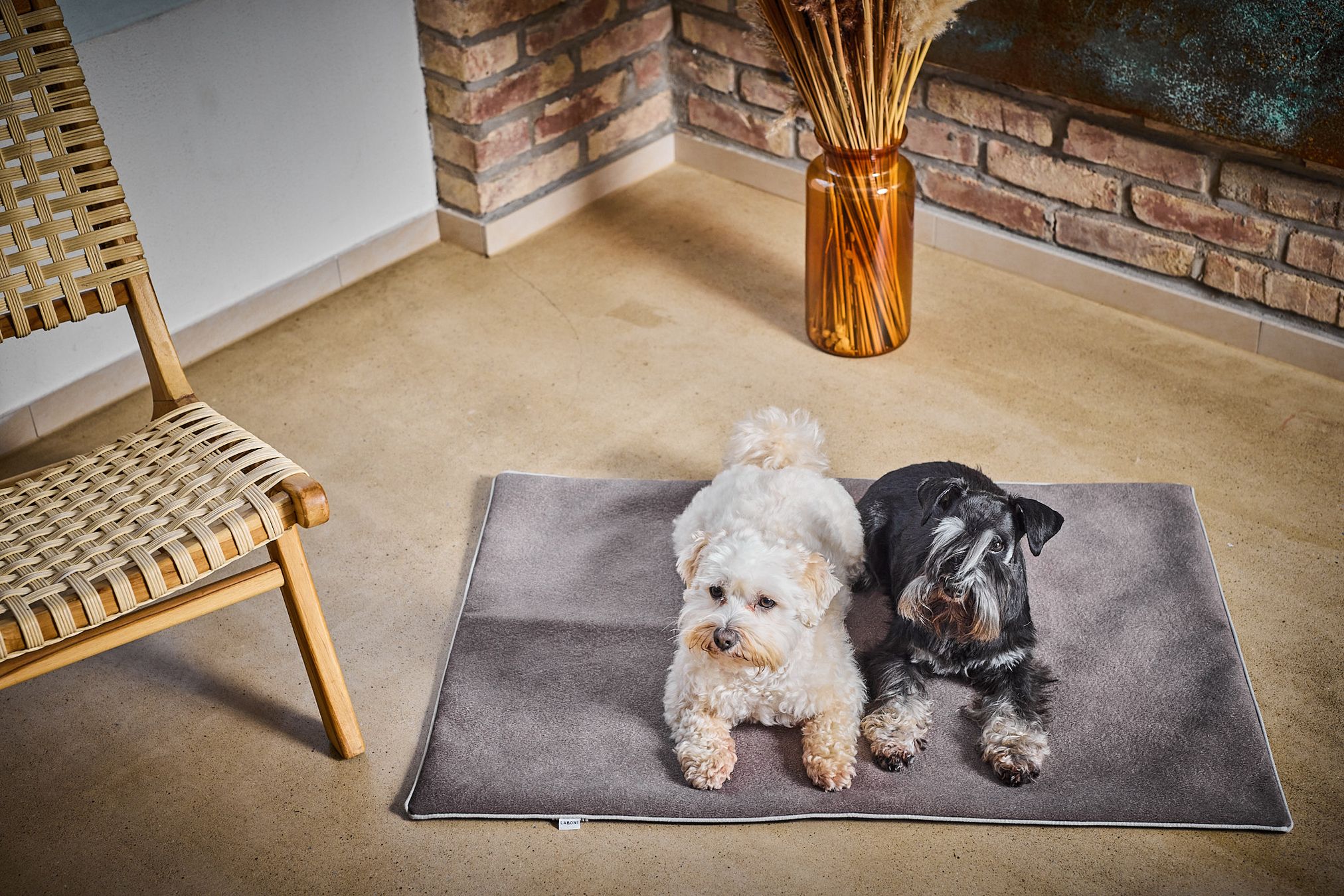 Zwei Hunde auf taupefarbener LABONI Decke, modernes Design, gemütliches Wohnzimmer.
