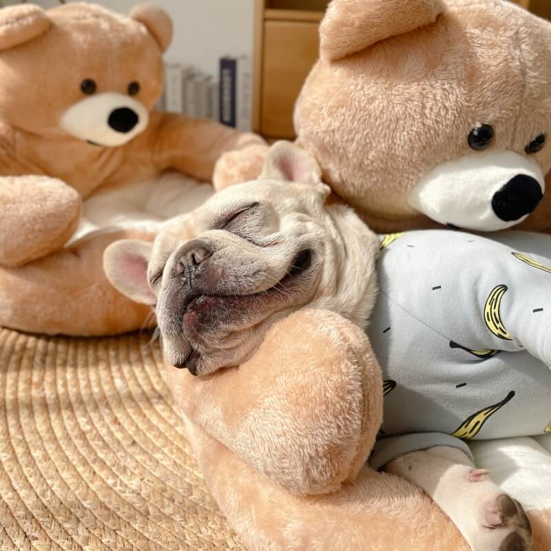 Französische Bulldogge schläft auf kuscheligem Teddybär-Haustierbett, beige, gemütlich, weich.