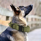 Deutscher Schäferhund mit grünem Hundehalsband, robust, verstellbar, für große Hunde geeignet.