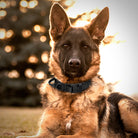 Deutscher Schäferhund mit schwarzem Halsband im Freien bei Sonnenuntergang.