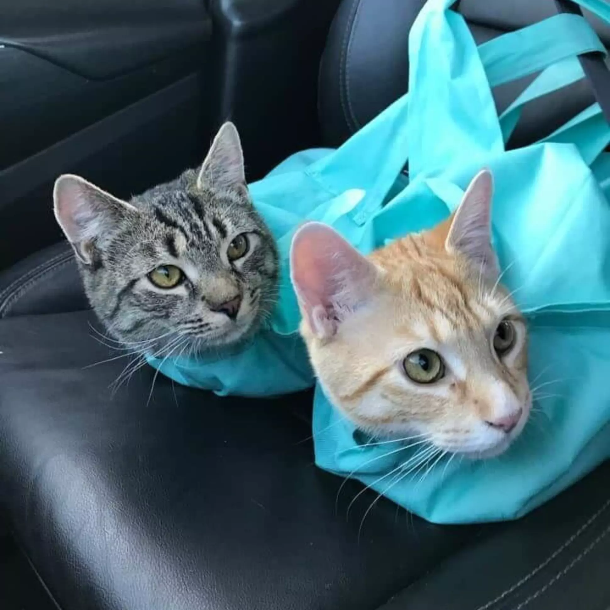 Zwei Katzen in einer blauen Tragetasche auf einem Autositz. Haustiere, Katzen, Tragetasche, Auto, Transport, niedlich, Haustierbedarf.