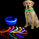 Leuchtendes LED-Hundehalsband, verschiedene Farben, für Sicherheit und Sichtbarkeit bei Nacht.
