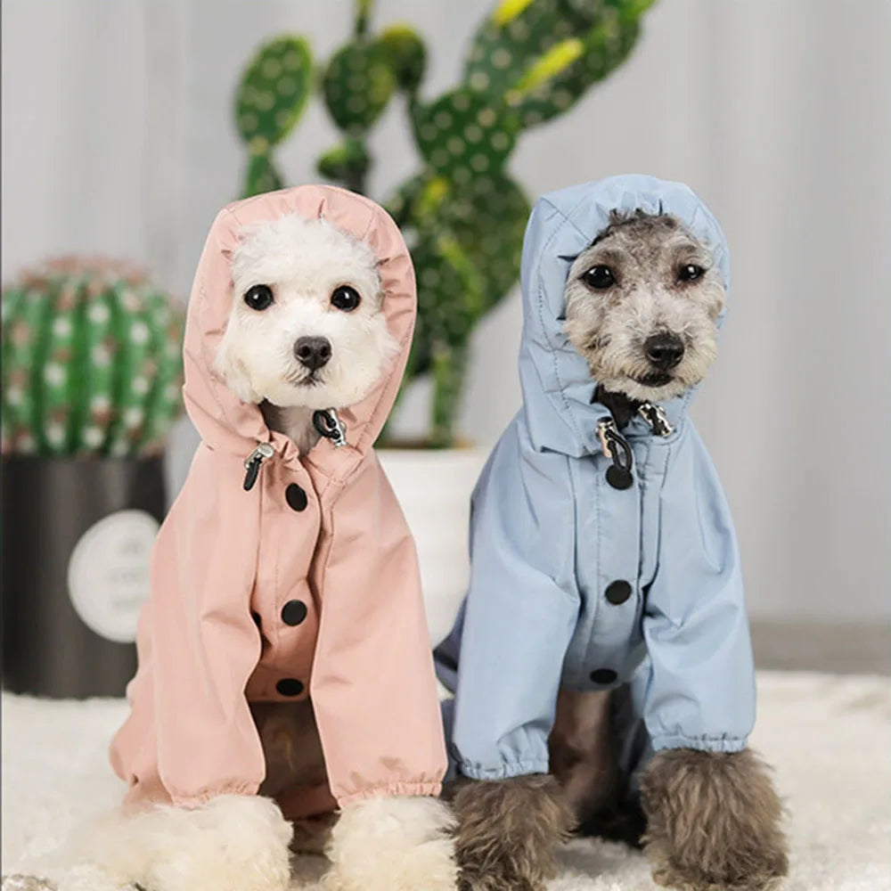 Zwei Hunde in rosa und blauen Regenmänteln vor Kakteen. Niedliche Haustiermode, Hundebekleidung, wetterfeste Hundejacken, stilvolle Haustiere.