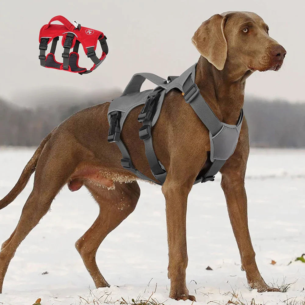 Brauner Hund mit grauem Sicherheitsgeschirr im Schnee, rotes Geschirr im Hintergrund.