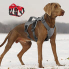 Brauner Hund mit grauem Sicherheitsgeschirr im Schnee, rotes Geschirr im Hintergrund.
