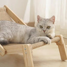 Graue Katze auf Holz-Katzenbett, Kratzmöbel, gemütlich, modernes Design, Innenraum.